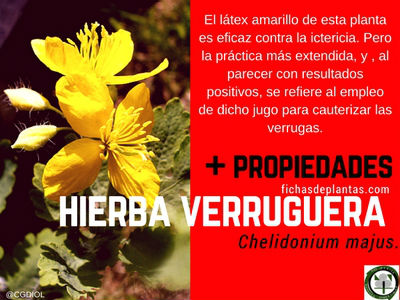 hierba-verruguera-propiedades