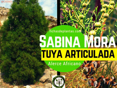 Sabina Mora | Descripcion y Propiedades