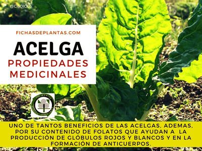 Acelga Propiedades Medicinales