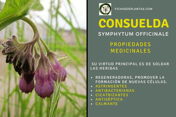 Consuelda PropiedadesMedicinales