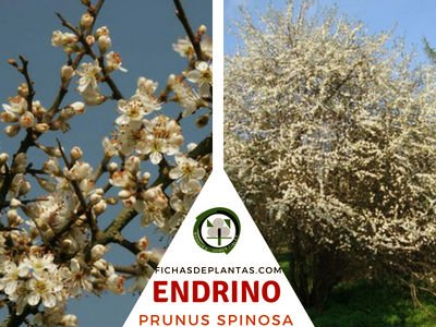 Endrino, Prunus spinosa