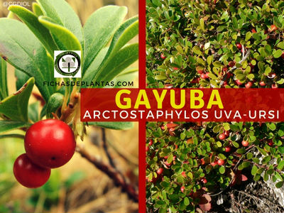 Gayuba Planta Rastrera