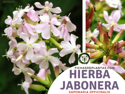 Hierba Jabonera