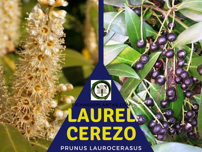 Laurel cerezo, Prunus laurocerasus