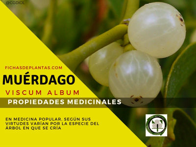 Muérdago Propiedades Medicinales