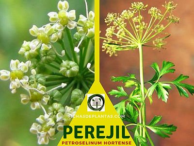 Perejil Planta Medicinal