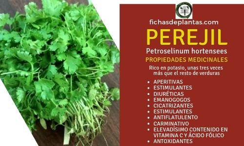 Perejil Propiedades Medicinales