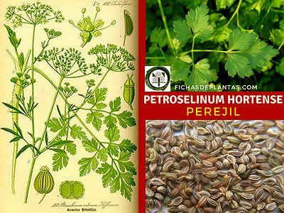 Petroselinum hortensees, Perejil