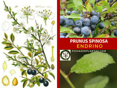 Prunus spinosa, Endrino