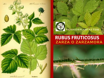 Rubus fruticosus, Zarzamora