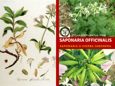 Saponaria officinalis, Saponaria