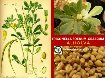 Trigonella foenum graecum