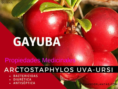 Arctostaphylos uva-ursi, Gayuba