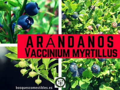 Vaccinium myrtillus, Arándanos