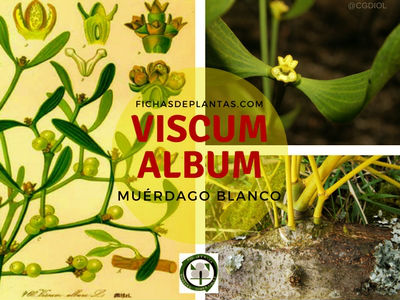 Viscum album, Muérdago Blanco