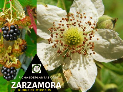 Zarzamora Planta Medicinal