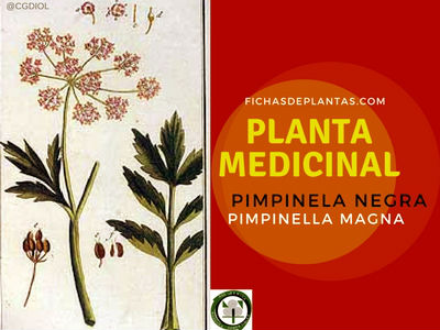 Planta Medicinal Pimpinela Negra