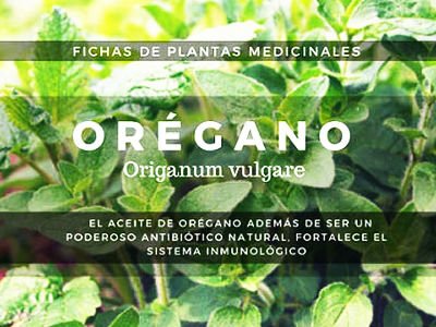 oregano-Origanum-vulgare