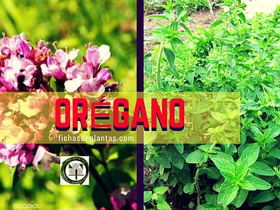 Orégano Planta de la Familia Lamiáceas