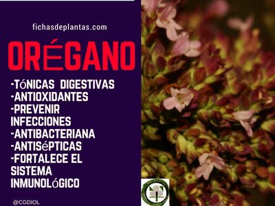 orégano-propiedades