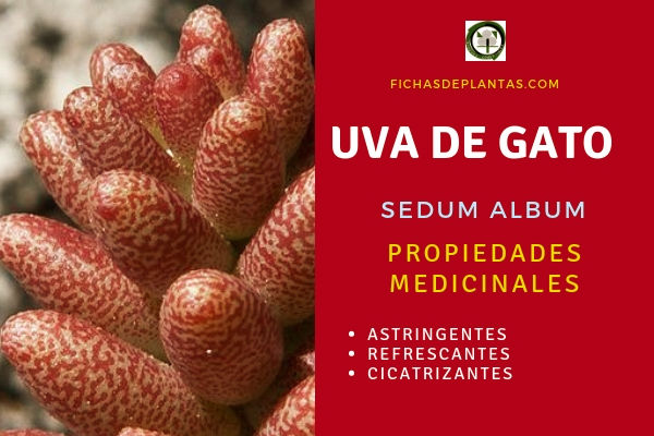Uva de Gato Propiedades
