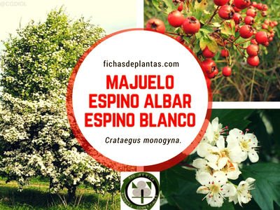 Majuelo o Espino Albar o Espino Blanco