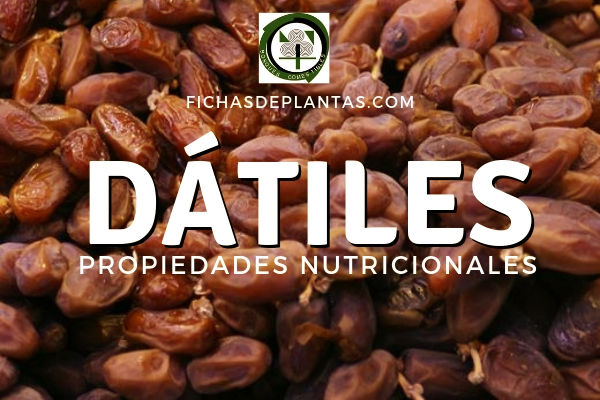 Dátiles Propiedades Nutricionales