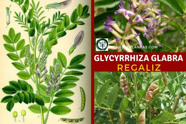 Glycyrrhiza glabra, Regaliz