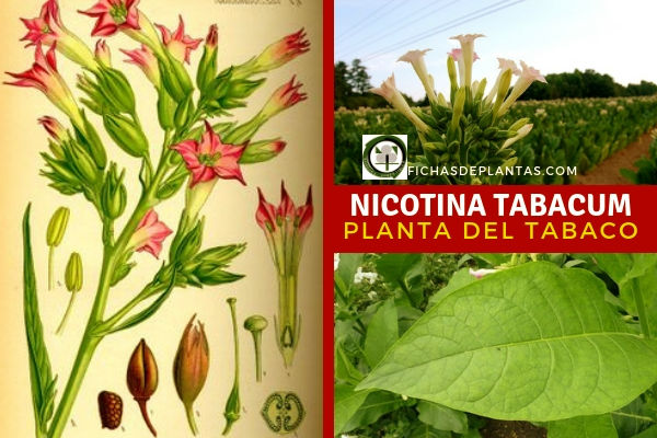 Nicotina tabacum, Tabaco
