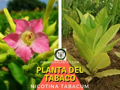 Planta del Tabaco