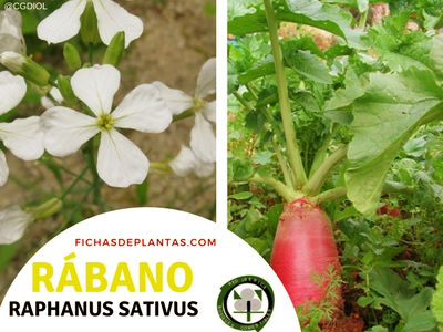 Rábano Planta de la familia Crucíferas