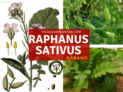 Raphanus sativus, Rábano