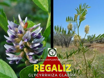 Regaliz Planta Medicinal