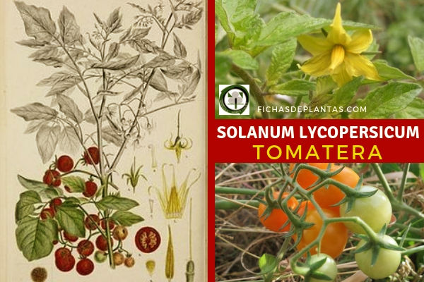 Solanum lycopersicum, Tomatera