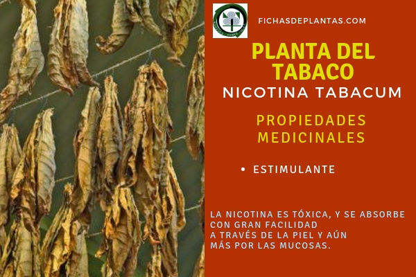 Tabaco Propiedades Medicinales