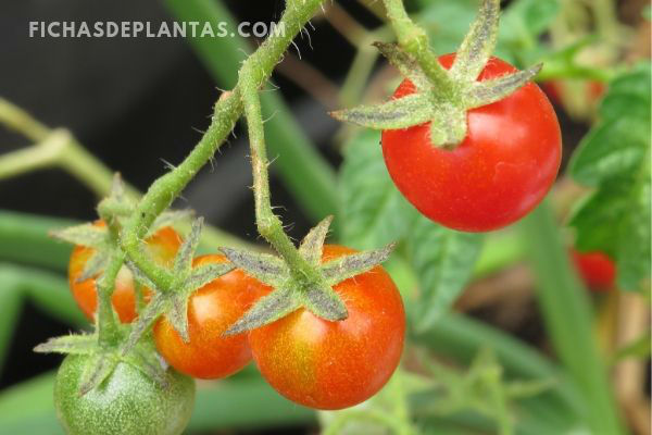 Fruto del tomate Cherry