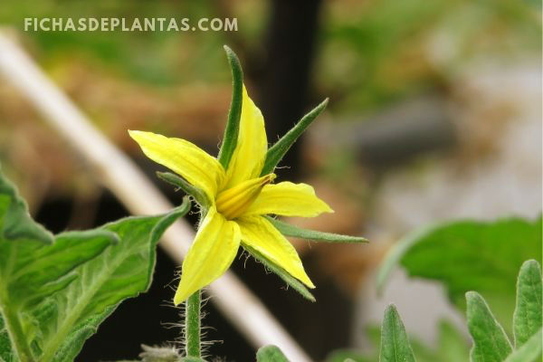 Flor de la Tomatera, Imagen