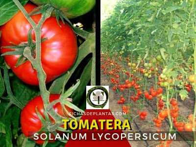 Tomatera Planta