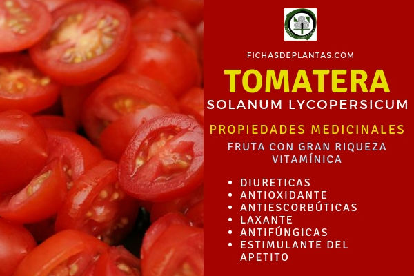 Tomatera, Propiedades del Tomate