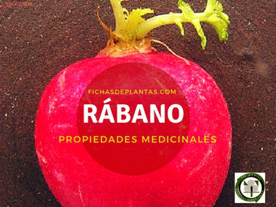 Rábano Propiedades Medicinales
