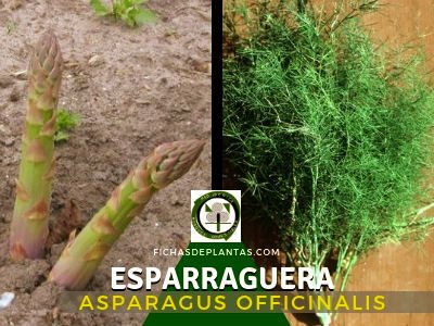 Esparraguera, Asparagus officinalis | Descripción y Propiedades