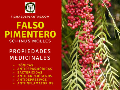 Falso Pimentero, Propiedades Medicinales