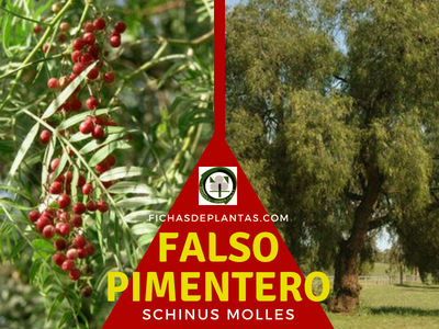 Falso Pimentero