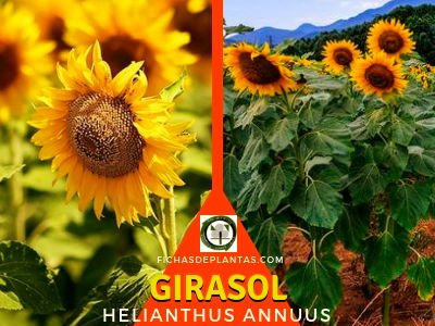 Girasol Planta Medicinal