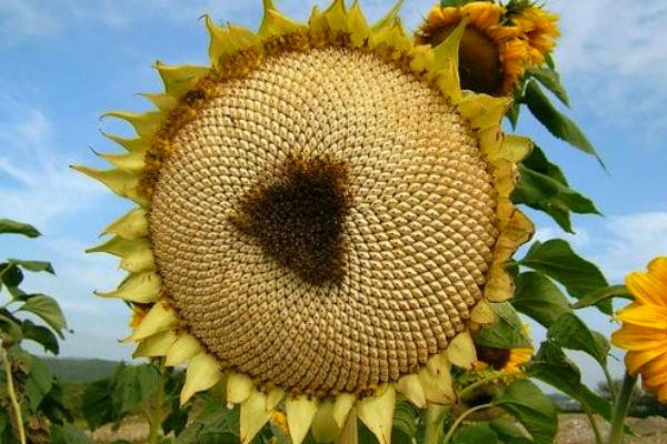Semillas de Girasol o Pipas