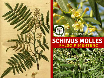 Schinus molles, Falso Pimentero