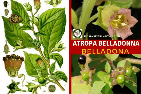 Atropa belladonna, Belladona