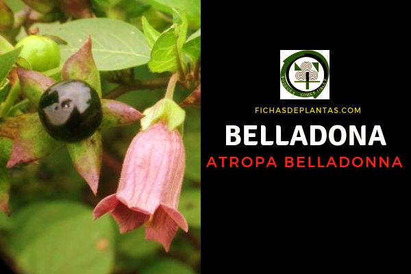 Belladona Propiedades Medicinales