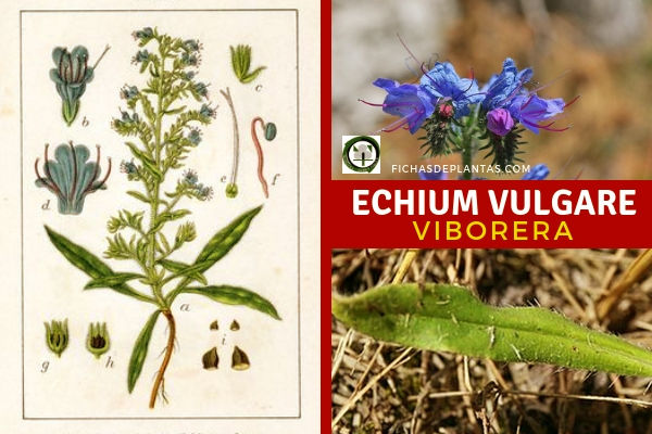 Echium vulgare, Viborera