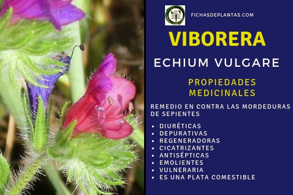 Viborera Propiedades 